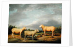 Ryelands Sheep, the King's Ram, the King's Ewe and Lord Somerville's Wether, c.1801-07 by James Ward