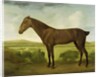 Brown Horse in a Hilly Landscape, c.1780-1800 by English School