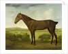 Brown Horse in a Hilly Landscape, c.1780-1800 by English School