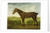 Brown Horse in a Hilly Landscape, c.1780-1800 by English School