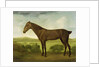 Brown Horse in a Hilly Landscape, c.1780-1800 by English School