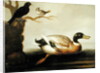 Mallard Duck and Other Birds, c.1700 by English School
