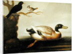 Mallard Duck and Other Birds, c.1700 by English School