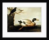Mallard Duck and Other Birds, c.1700 by English School