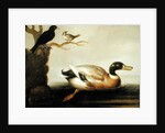 Mallard Duck and Other Birds, c.1700 by English School
