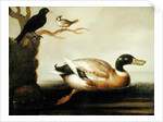 Mallard Duck and Other Birds, c.1700 by English School