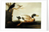 Mallard Duck and Other Birds, c.1700 by English School