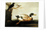Mallard Duck and Other Birds, c.1700 by English School