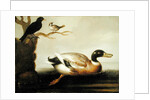 Mallard Duck and Other Birds, c.1700 by English School
