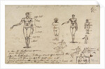 Studies of anatomy with measurements and writing by James Ward