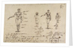 Studies of anatomy with measurements and writing by James Ward