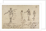 Studies of anatomy with measurements and writing by James Ward