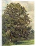 Study of an Ash Tree, c.1851 by Lionel Constable