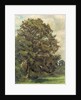 Study of an Ash Tree, c.1851 by Lionel Constable