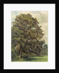 Study of an Ash Tree, c.1851 by Lionel Constable