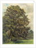 Study of an Ash Tree, c.1851 by Lionel Constable