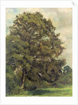 Study of an Ash Tree, c.1851 by Lionel Constable