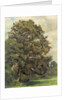 Study of an Ash Tree, c.1851 by Lionel Constable