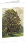 Study of an Ash Tree, c.1851 by Lionel Constable
