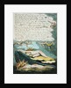 The shrill winds wake... by William Blake