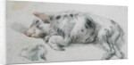 Sleeping Pig by James Ward
