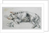 Sleeping Pig by James Ward