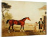 Sultan at the Marquess of Exeter's Stud, Burghley, 1826 by Lambert Marshall
