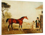 Sultan at the Marquess of Exeter's Stud, Burghley, 1826 by Lambert Marshall