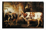 Portraits of two extraordinary oxen, the property of the Earl of Powis, 1814 by James Ward