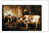 Portraits of two extraordinary oxen, the property of the Earl of Powis, 1814 by James Ward