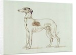 A Greyhound, Facing Left by James Seymour