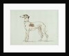 A Greyhound, Facing Left by James Seymour