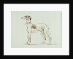 A Greyhound, Facing Left by James Seymour