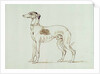A Greyhound, Facing Left by James Seymour