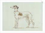 A Greyhound, Facing Left by James Seymour