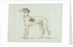A Greyhound, Facing Left by James Seymour