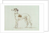 A Greyhound, Facing Left by James Seymour