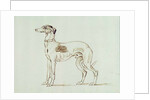 A Greyhound, Facing Left by James Seymour