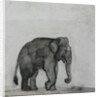 Elephant, c.1790 by Gungaram Tambat