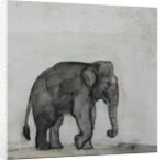 Elephant, c.1790 by Gungaram Tambat