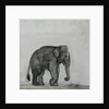 Elephant, c.1790 by Gungaram Tambat