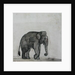 Elephant, c.1790 by Gungaram Tambat
