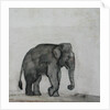 Elephant, c.1790 by Gungaram Tambat