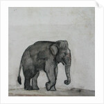 Elephant, c.1790 by Gungaram Tambat