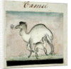 Mother Camel and her Calf by Gungaram Tambat