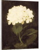 White Hydrangea by Stuart Park