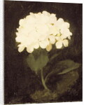 White Hydrangea by Stuart Park