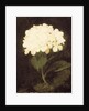 White Hydrangea by Stuart Park