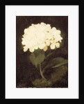 White Hydrangea by Stuart Park