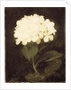 White Hydrangea by Stuart Park